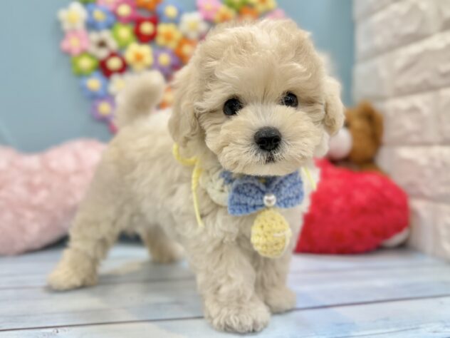 兵庫県のハーフ犬・ミックス犬 (ワンキャラット アミーゴ姫路飾磨店/2026年5月19日生まれ/男の子/クリーム)の子犬の2枚目の画像