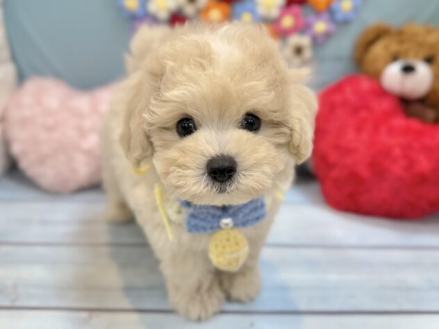 兵庫県のハーフ犬・ミックス犬 (ワンキャラット アミーゴ姫路飾磨店/2026年5月19日生まれ/男の子/クリーム)の子犬の1枚目の画像