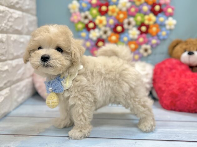 兵庫県のハーフ犬・ミックス犬 (ワンキャラット アミーゴ姫路飾磨店/2026年5月19日生まれ/男の子/クリーム)の子犬の3枚目の画像