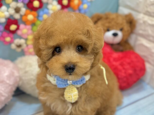 兵庫県のトイプードル(トイ) (ワンキャラット アミーゴ姫路飾磨店/2026年4月21日生まれ/男の子/オレンジフォーン)の子犬の1枚目の画像
