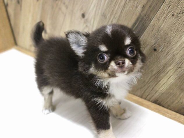 兵庫県のチワワ(ロング) (ペット・プラザ アミーゴつかしん店/2026年5月23日生まれ/男の子/チョコレートクリームホワイト)の子犬の1枚目の画像