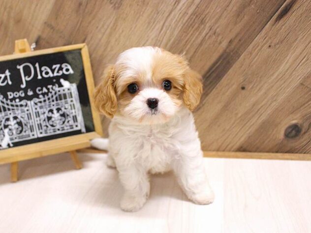 兵庫県のハーフ犬・ミックス犬 (ペット・プラザ アミーゴつかしん店/2026年5月20日生まれ/女の子/パーティーカラー)の子犬の3枚目の画像