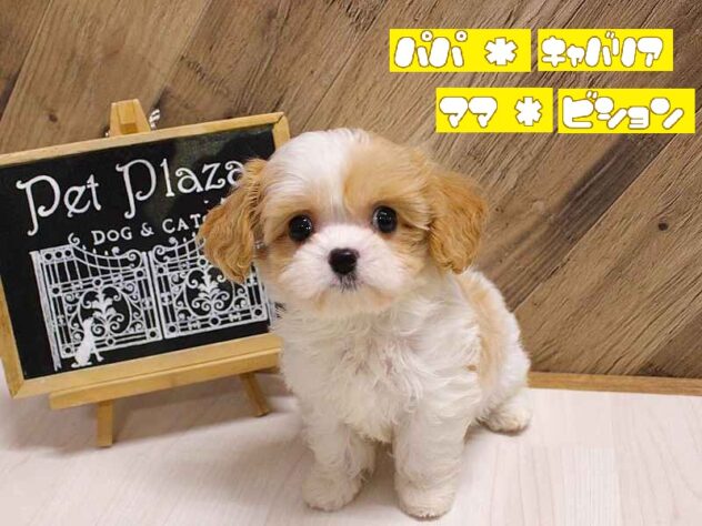 兵庫県のハーフ犬・ミックス犬 (ペット・プラザ アミーゴつかしん店/2026年5月20日生まれ/女の子/パーティーカラー)の子犬の1枚目の画像