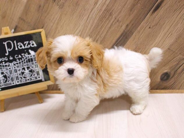 兵庫県のハーフ犬・ミックス犬 (ペット・プラザ アミーゴつかしん店/2026年5月20日生まれ/女の子/パーティーカラー)の子犬の4枚目の画像