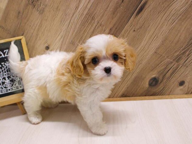 兵庫県のハーフ犬・ミックス犬 (ペット・プラザ アミーゴつかしん店/2026年5月20日生まれ/女の子/パーティーカラー)の子犬の2枚目の画像