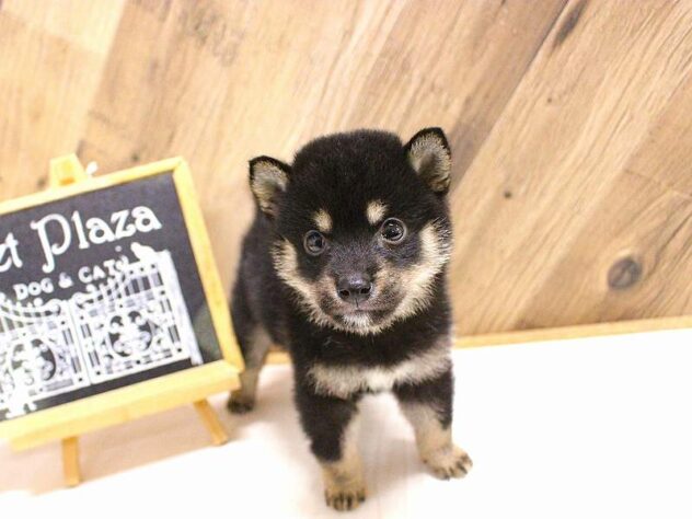 2026年5月23日生まれの豆柴