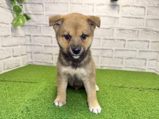 岡山県の豆柴 (アミーゴ妹尾店/2026年5月5日生まれ/男の子/赤)の子犬の1枚目の画像