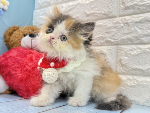 兵庫県のハーフ猫・ミックス猫 (ワンキャラット アミーゴ姫路飾磨店/2026年5月29日生まれ/女の子/キャリコ)の子猫の2枚目の画像