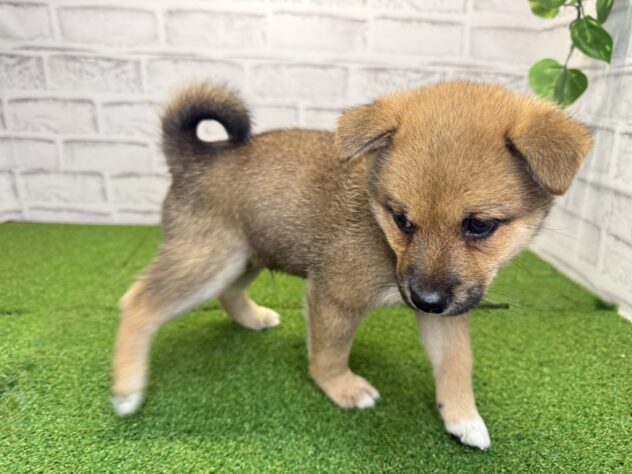 岡山県の豆柴 (アミーゴ妹尾店/2026年5月5日生まれ/男の子/赤)の子犬の3枚目の画像