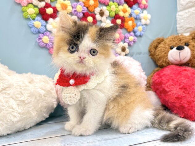 兵庫県のハーフ猫・ミックス猫 (ワンキャラット アミーゴ姫路飾磨店/2026年5月29日生まれ/女の子/キャリコ)の子猫の3枚目の画像