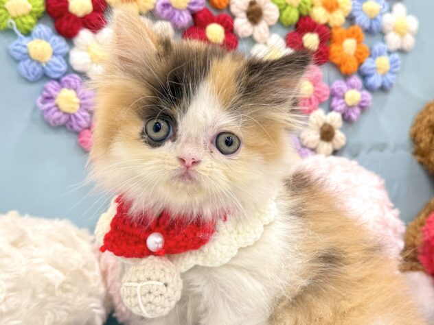 2026年5月29日生まれのハーフ猫・ミックス猫