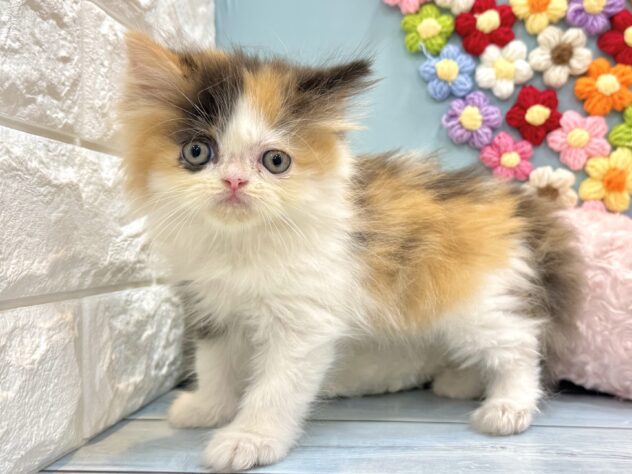 兵庫県のハーフ猫・ミックス猫 (ワンキャラット アミーゴ姫路飾磨店/2026年5月29日生まれ/女の子/キャリコ)の子猫の4枚目の画像