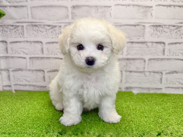 岡山県のビションフリーゼ (アミーゴ妹尾店/2026年5月1日生まれ/男の子/ホワイト)の子犬の1枚目の画像