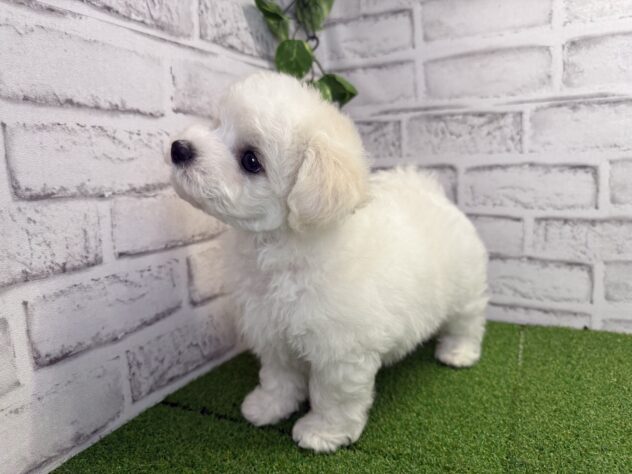 岡山県のビションフリーゼ (アミーゴ妹尾店/2026年5月1日生まれ/男の子/ホワイト)の子犬の3枚目の画像