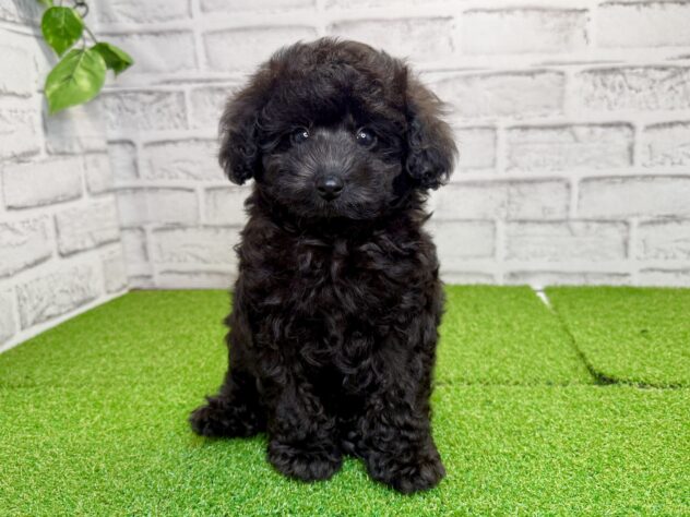岡山県のトイプードル(トイ) (アミーゴ妹尾店/2026年5月6日生まれ/男の子/ブラック)の子犬の1枚目の画像