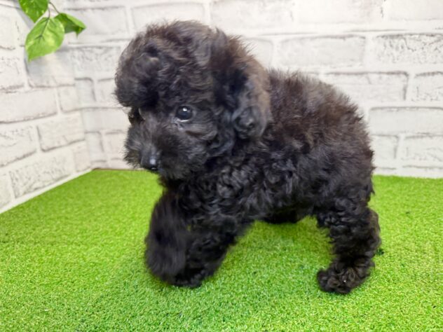 岡山県のトイプードル(トイ) (アミーゴ妹尾店/2026年5月6日生まれ/男の子/ブラック)の子犬の3枚目の画像