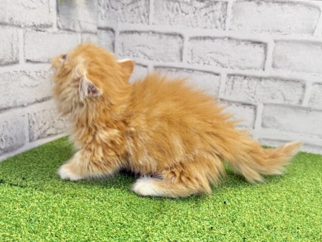 岡山県のマンチカン (アミーゴ妹尾店/2026年5月5日生まれ/女の子/レッドタビーホワイト)の子猫の3枚目の画像