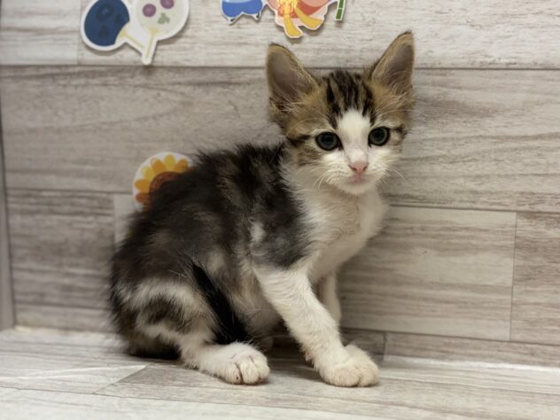 岩手県のノルウェージャンフォレストキャット (アミーゴ一関店/2026年5月15日生まれ/男の子/ブラウンタビーホワイト)の子猫