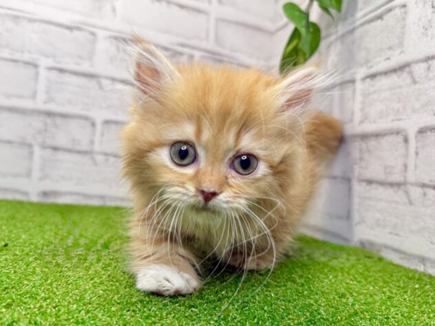 岡山県のマンチカン (アミーゴ妹尾店/2026年5月5日生まれ/女の子/レッドタビーホワイト)の子猫の2枚目の画像