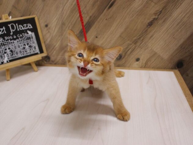 兵庫県のソマリ (ペット・プラザ アミーゴつかしん店/2026年5月20日生まれ/男の子/レッド)の子猫の2枚目の画像