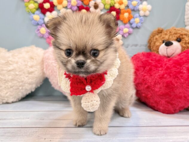 兵庫県のハーフ犬・ミックス犬 (ワンキャラット アミーゴ姫路飾磨店/2026年5月30日生まれ/女の子/シルバー)の子犬の3枚目の画像