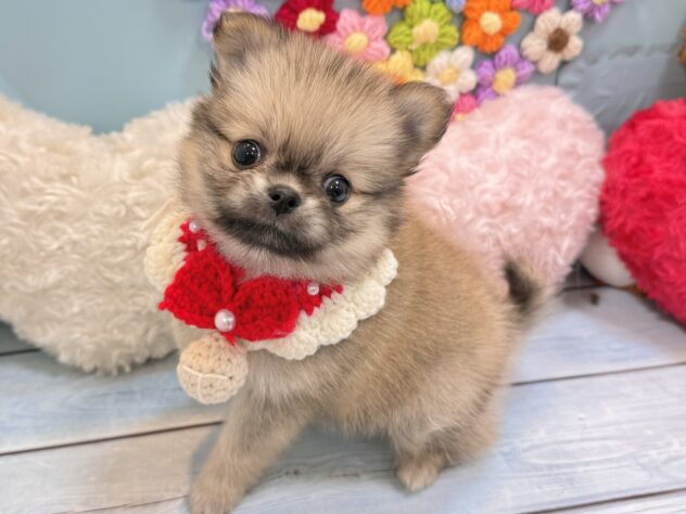 兵庫県のハーフ犬・ミックス犬 (ワンキャラット アミーゴ姫路飾磨店/2026年5月30日生まれ/女の子/シルバー)の子犬の2枚目の画像