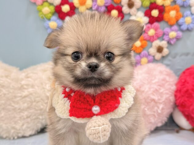 兵庫県のハーフ犬・ミックス犬 (ワンキャラット アミーゴ姫路飾磨店/2026年5月30日生まれ/女の子/シルバー)の子犬の1枚目の画像