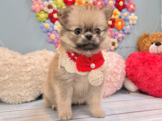 兵庫県のハーフ犬・ミックス犬 (ワンキャラット アミーゴ姫路飾磨店/2026年5月30日生まれ/女の子/シルバー)の子犬の4枚目の画像