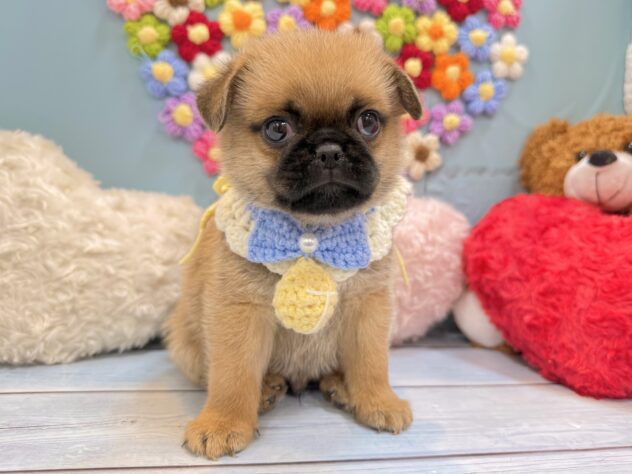 兵庫県のハーフ犬・ミックス犬 (ワンキャラット アミーゴ姫路飾磨店/2026年5月30日生まれ/男の子/フォーン)の子犬の2枚目の画像