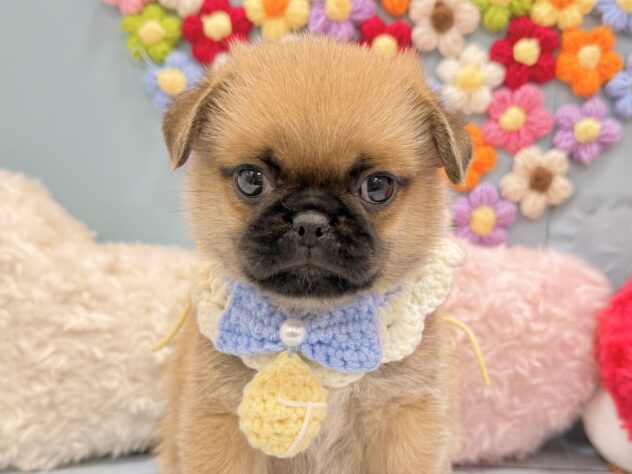 兵庫県のハーフ犬・ミックス犬 (ワンキャラット アミーゴ姫路飾磨店/2026年5月30日生まれ/男の子/フォーン)の子犬の1枚目の画像