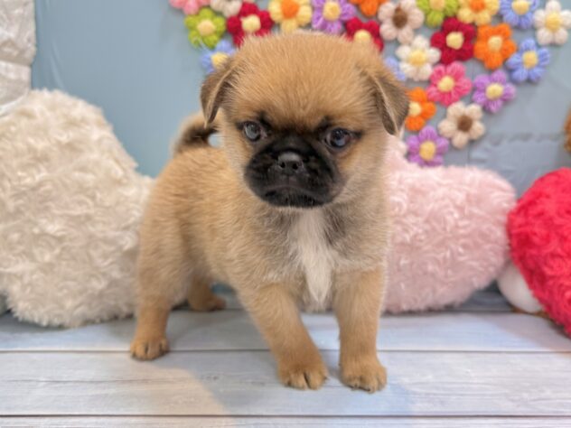 兵庫県のハーフ犬・ミックス犬 (ワンキャラット アミーゴ姫路飾磨店/2026年5月30日生まれ/男の子/フォーン)の子犬の3枚目の画像