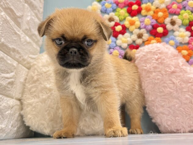 兵庫県のハーフ犬・ミックス犬 (ワンキャラット アミーゴ姫路飾磨店/2026年5月30日生まれ/男の子/フォーン)の子犬の4枚目の画像