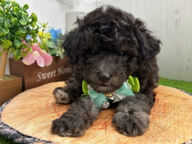 香川県のハーフ犬・ミックス犬 (ワンキャラット アミーゴ高松店/2026年5月5日生まれ/男の子/グレー)の子犬の3枚目の画像