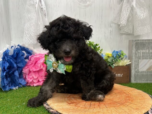 香川県のハーフ犬・ミックス犬 (ワンキャラット アミーゴ高松店/2026年5月5日生まれ/男の子/グレー)の子犬の2枚目の画像