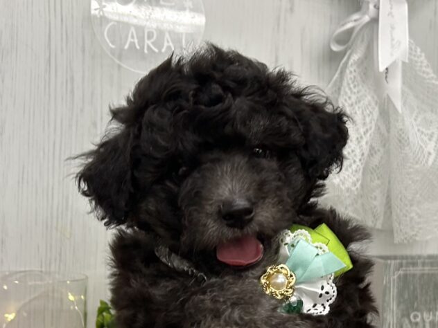 香川県のハーフ犬・ミックス犬 (ワンキャラット アミーゴ高松店/2026年5月5日生まれ/男の子/グレー)の子犬の1枚目の画像