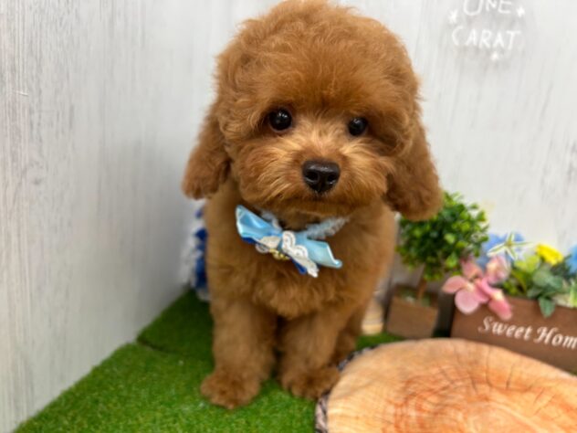 香川県のトイプードル(トイ) (ワンキャラット アミーゴ高松店/2026年4月24日生まれ/男の子/レッド)の子犬の1枚目の画像