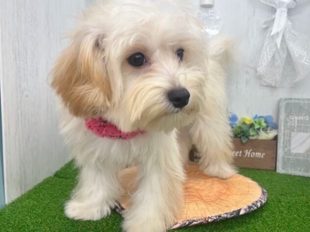 香川県のハーフ犬・ミックス犬 (ワンキャラット アミーゴ高松店/2026年1月19日生まれ/女の子/アプリコット)の子犬の3枚目の画像