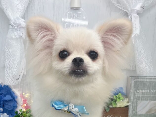 香川県のハーフ犬・ミックス犬 (ワンキャラット アミーゴ高松店/2026年1月14日生まれ/女の子/クリーム)の子犬の1枚目の画像
