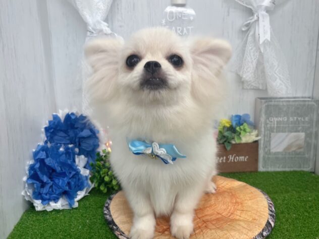 香川県のハーフ犬・ミックス犬 (ワンキャラット アミーゴ高松店/2026年1月14日生まれ/女の子/クリーム)の子犬の2枚目の画像