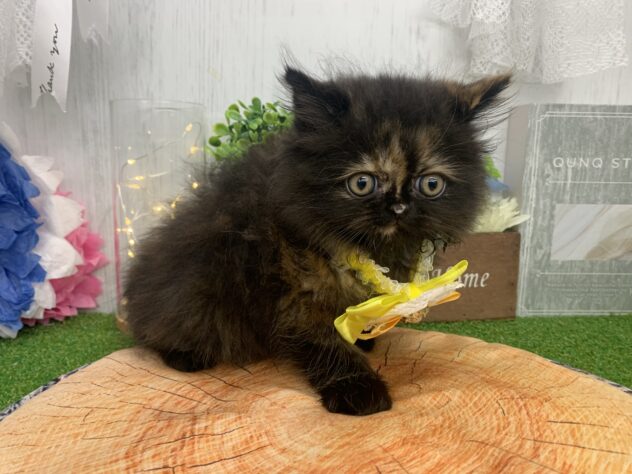 香川県のハーフ猫・ミックス猫 (ワンキャラット アミーゴ高松店/2026年5月29日生まれ/女の子/トーティー)の子猫の1枚目の画像