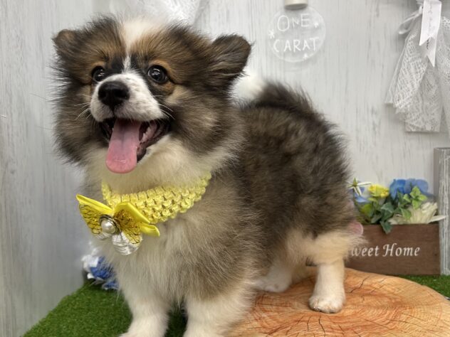 香川県のハーフ犬・ミックス犬 (ワンキャラット アミーゴ高松店/2026年4月11日生まれ/女の子/セーブルホワイト)の子犬の2枚目の画像