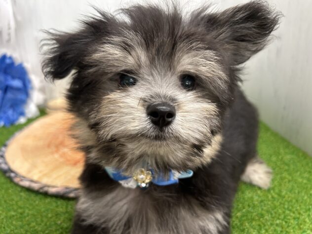 香川県のハーフ犬・ミックス犬 (ワンキャラット アミーゴ高松店/2026年4月30日生まれ/男の子/ブラックタン)の子犬の1枚目の画像