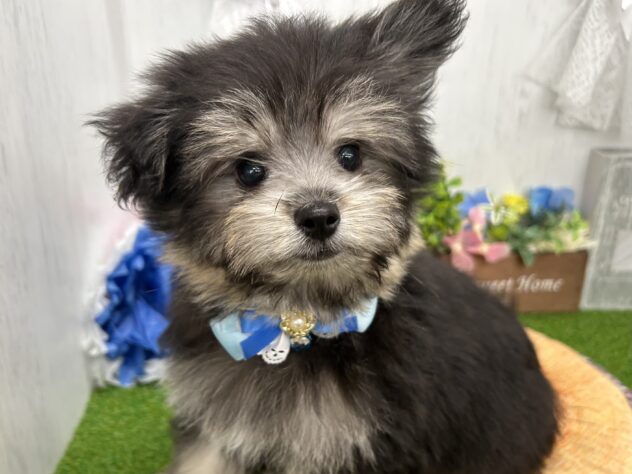 香川県のハーフ犬・ミックス犬 (ワンキャラット アミーゴ高松店/2026年4月30日生まれ/男の子/ブラックタン)の子犬の3枚目の画像