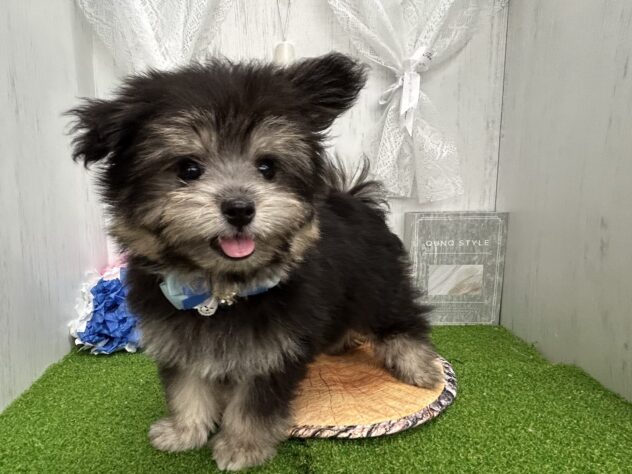 香川県のハーフ犬・ミックス犬 (ワンキャラット アミーゴ高松店/2026年4月30日生まれ/男の子/ブラックタン)の子犬の2枚目の画像