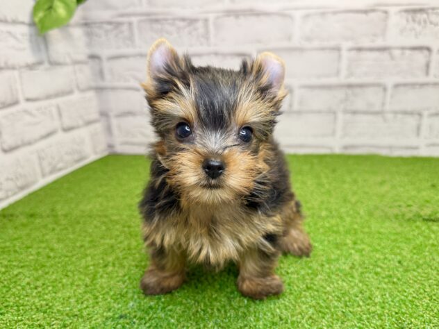 岡山県のヨークシャーテリア (アミーゴ妹尾店/2026年5月14日生まれ/女の子/スチールブルータン)の子犬の1枚目の画像