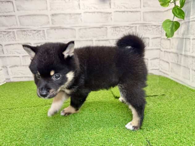 岡山県の豆柴 (アミーゴ妹尾店/2026年5月14日生まれ/男の子/黒)の子犬の3枚目の画像