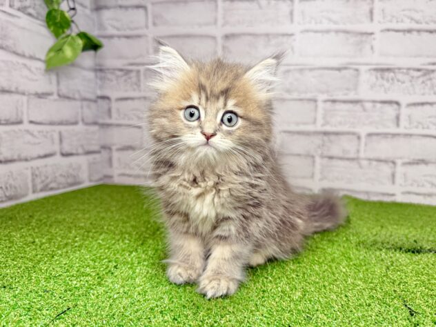 岡山県のミヌエット (アミーゴ妹尾店/2026年5月12日生まれ/女の子/ブラウンタビー)の子猫の1枚目の画像