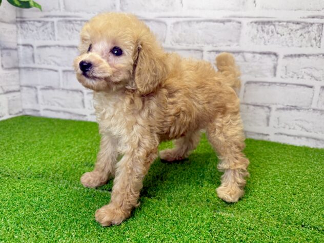 岡山県のトイプードル(トイ) (アミーゴ妹尾店/2026年6月3日生まれ/女の子/オレンジフォーン)の子犬の3枚目の画像