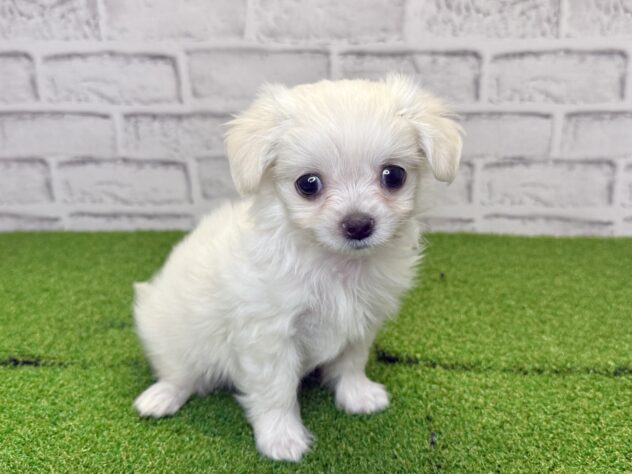 岡山県のハーフ犬・ミックス犬 (アミーゴ妹尾店/2026年6月3日生まれ/男の子/クリーム)の子犬の1枚目の画像