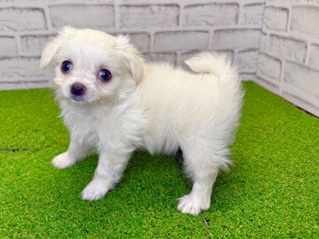 岡山県のハーフ犬・ミックス犬 (アミーゴ妹尾店/2026年6月3日生まれ/男の子/クリーム)の子犬の2枚目の画像